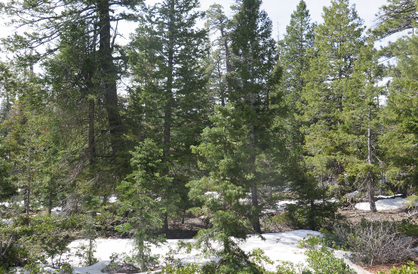 Snow among the pines in Bryce Canyon National Park, Utah, USA.
