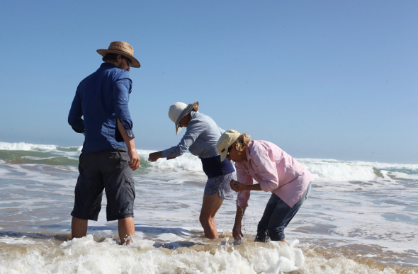 Man and two women digging for pippies with their feet in the water