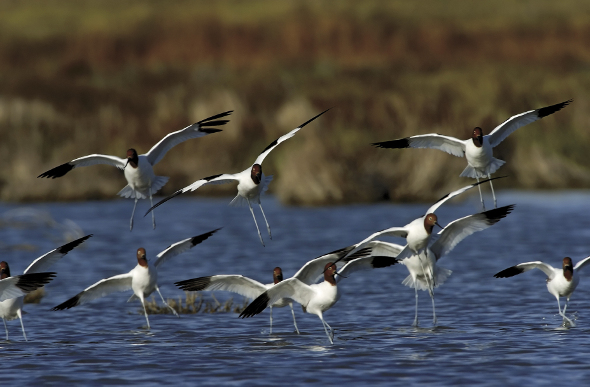 Birds flying over the water of the Coorong