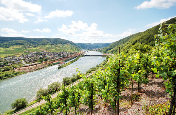 Mosel River vineyard