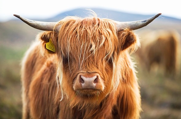  A Highland 'hairy cow' with a long fringe covering its eyes.
