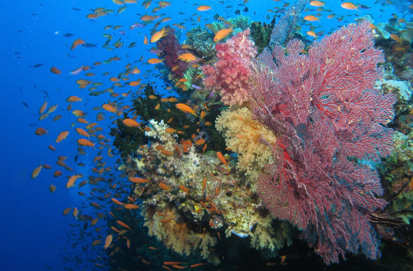 Dive into Fiji’s Underwater Worlds