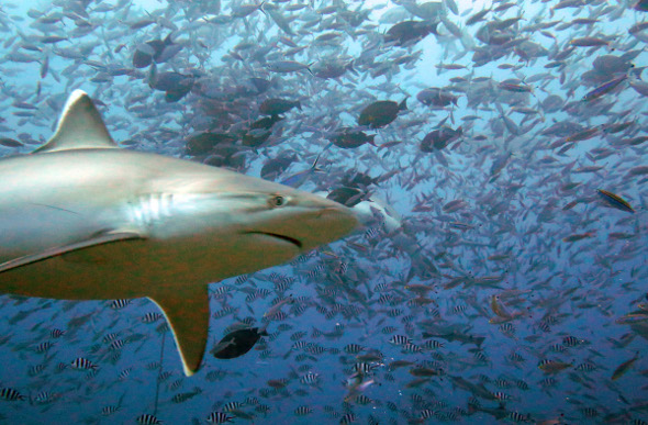A big shark eyeballs divers in Fiji.