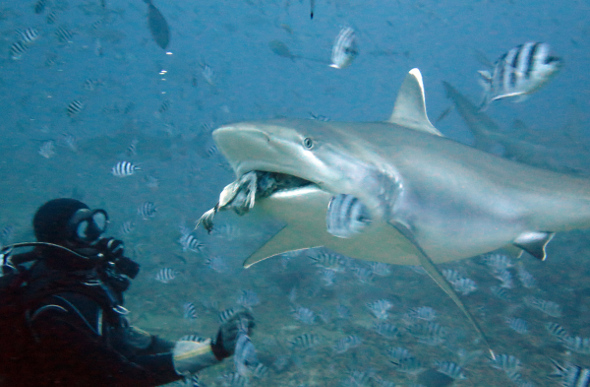 A diver watches as a big shark grabs a few fish nearby.
