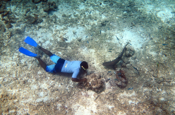 A free diver comes fac to face with a white-tipped reef shark in Fiji.