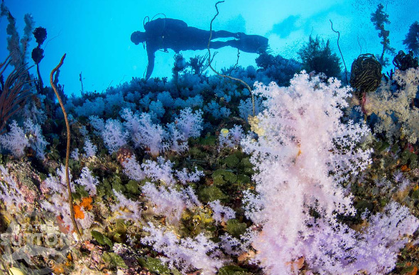 A diver exploring the coral at Great White Wall in Fiji