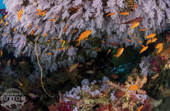 Orange fish and purple coral in Jerry's Jelly in Fiji