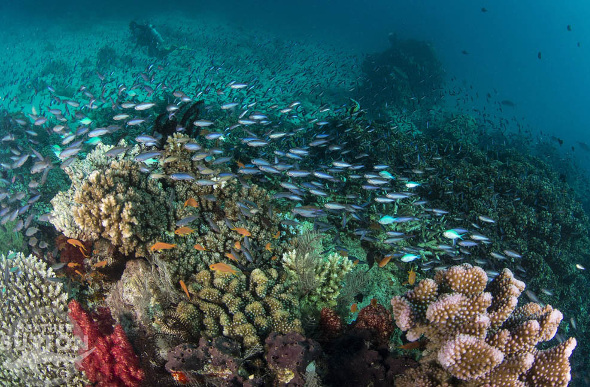 Colourful coral and fish in rainbow reef in Fiji