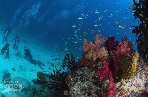 Four divers sit at the ocean floor amongst fish and coral