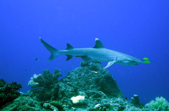 A white-tipped reef shark in Fiji.