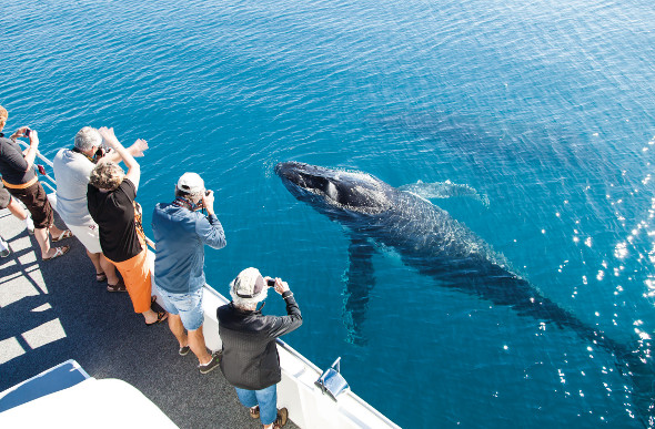 Passengers on a tour boat take photos as a baby humpback whale comes up to say hello at Hervey Bay.