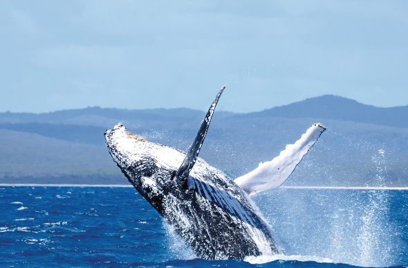 A humpback whale breaches in the waters of Hervey Bay.