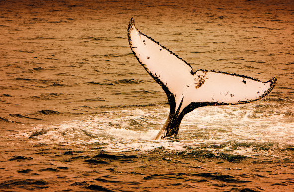 A whale tail rises above the surface as the sun sets at Hervey Bay.