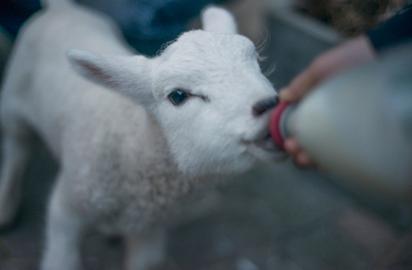 Hand-feed lambs at Rathbaun Farm