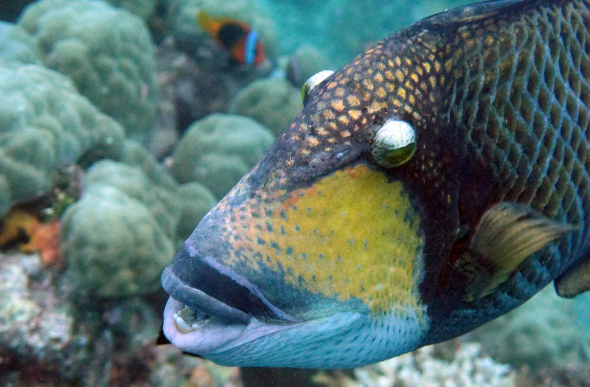 A colourful fish in the waters of Hideaway Island