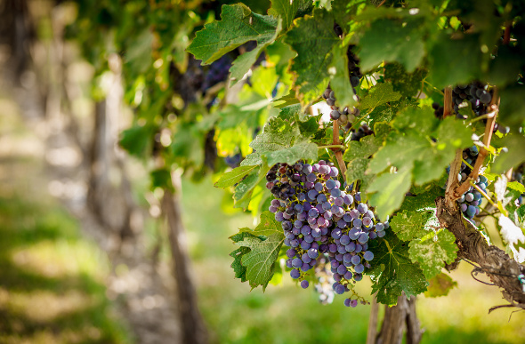 Grapes on a vine