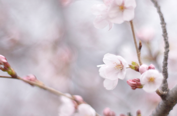 Cherry blossoms in Japan