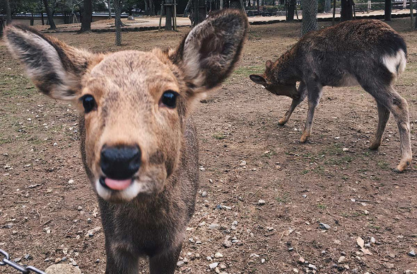 japanese deer