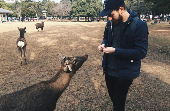 Japanese deer feeding