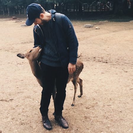 Japanese deer