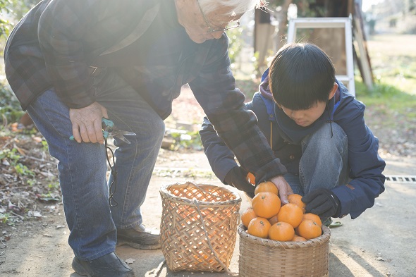  Grandfather and grandson are harvesting  fruits.