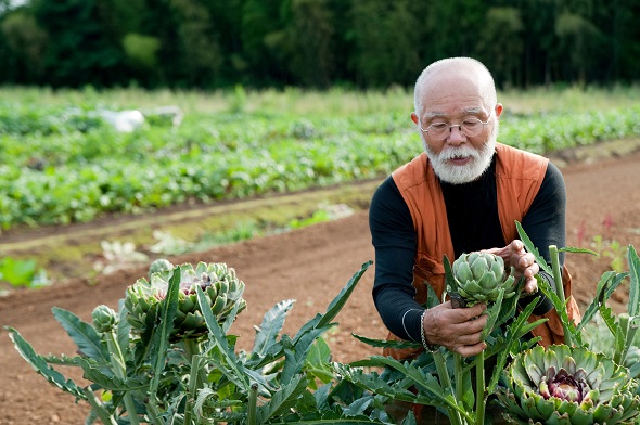  Senior man looking at artichoke in field.