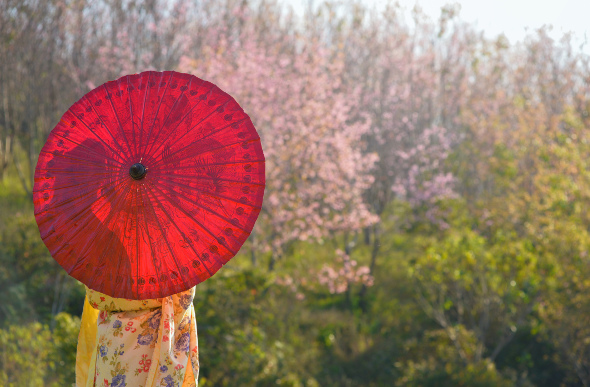 Local Japanese woman holding an umbrella near cherry blossoms