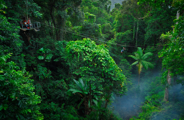 A person glides through the Daintree Rainforest canopy on a Jungle Surfing Tour at Cape Tribulation.