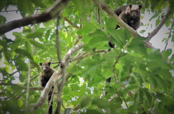 A rare Bennett's tree kangaroo in the Daintree Rainforest.