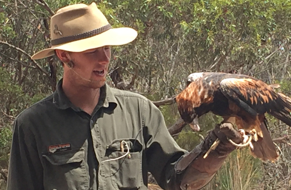 A wedge-tail eagle on the trainer's arm