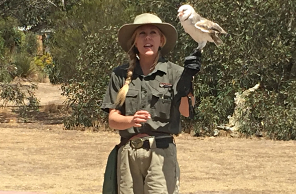 A barn owl on the trainer's arm