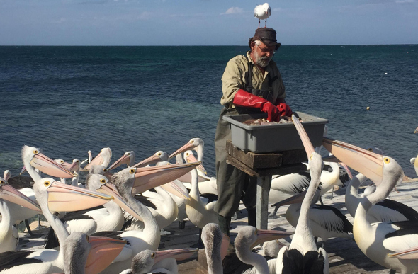 Pelican's surrounding a man feeding them
