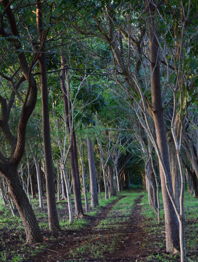  An avenue of trees at Kilohana Estate and Plantation on the Hawaiian Island of Kauai.