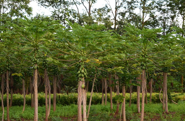  A stand of pawpaw trees at Kilohana Estate and Plantation on the Hawaiian Island of Kauai.