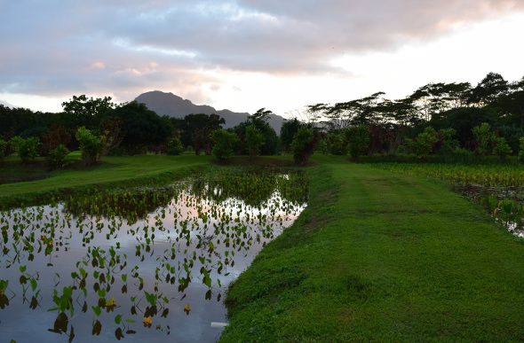  The sun sets over a taro crop at Kilohana Estate and Plantation on Kauai.