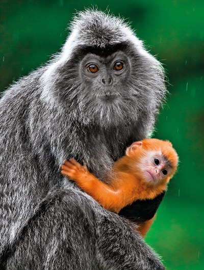 Langurs