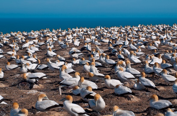 Gannet bird colony for as far as they eye can see.