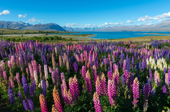 Lake Tekapo.