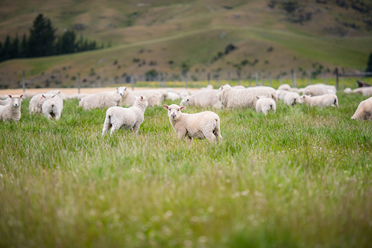 New Zealand