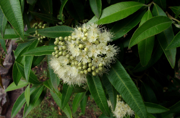 Lemon Myrtle