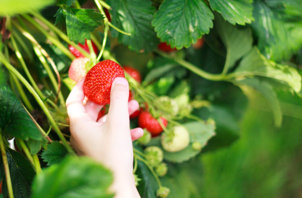 Strawberry picking