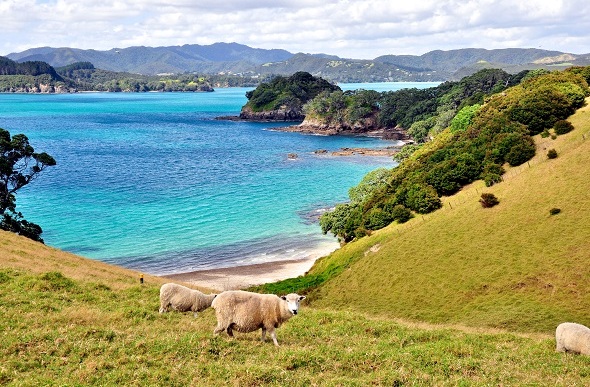  Rolling green hills meet the azure waters of the Bay of Islands.