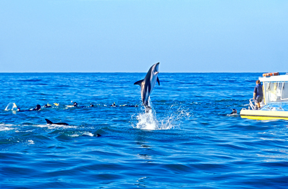 Kaikoura dolphins