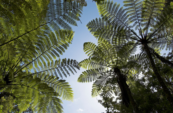 Waipoua Forest