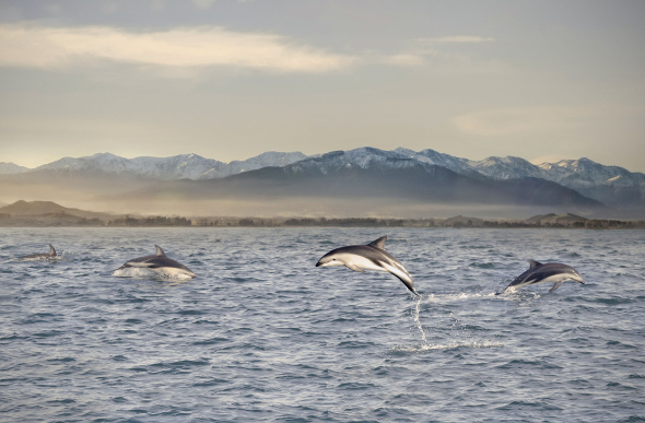 Kaikoura