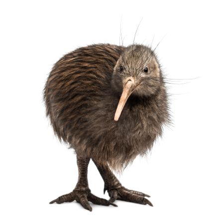 Kiwi
