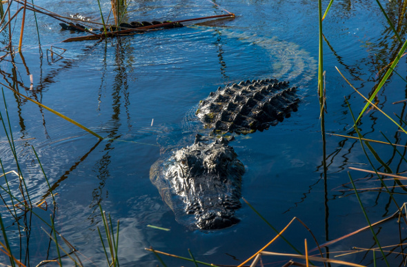 Alligator swimming in water