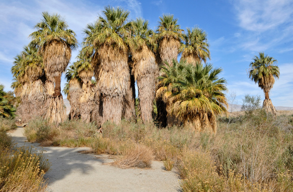 Coachella Valley Preserve