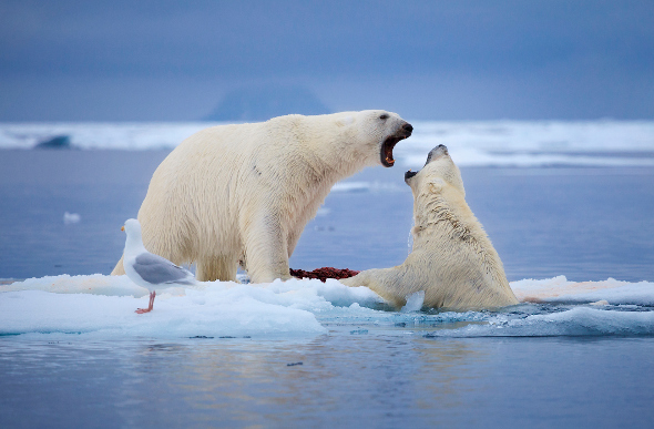 Polar Bears