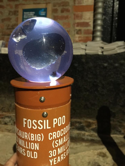 140-million-year-old fossilised poo on display